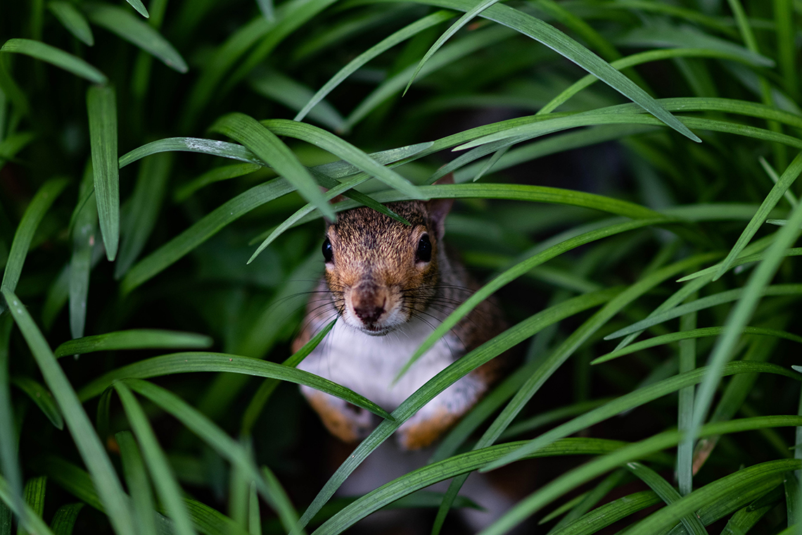 hidden squirrel in grass