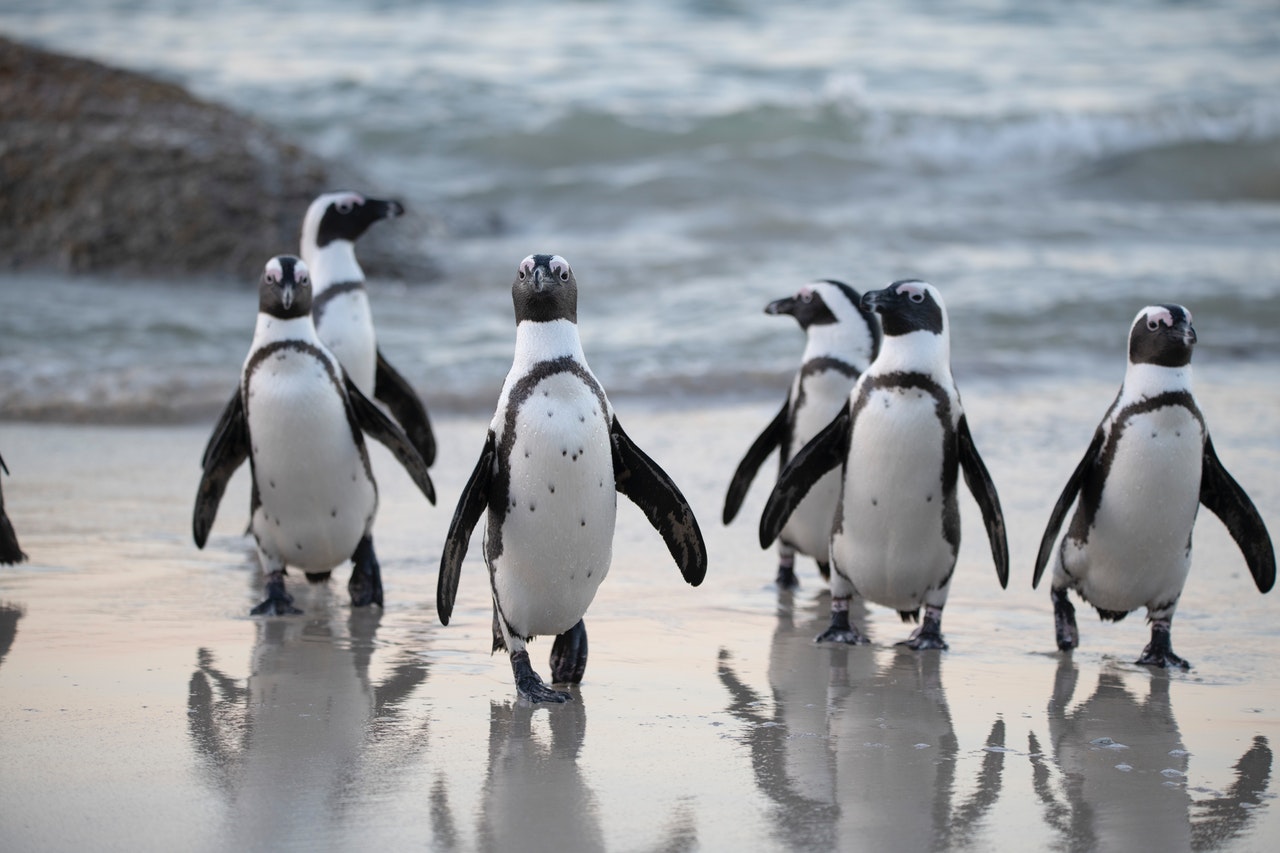 penguins running towards camera