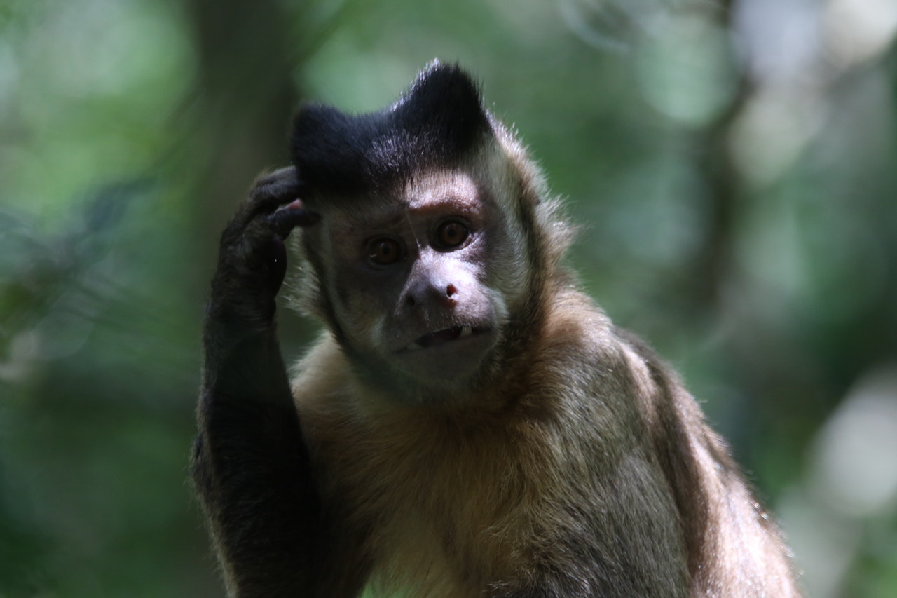 monkey scratching head